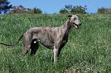 GREYHOUND 030